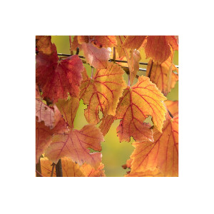 Rotes Weinlaub